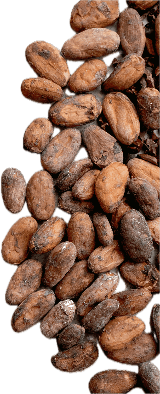 Single-origin Ugandan cocoa beans