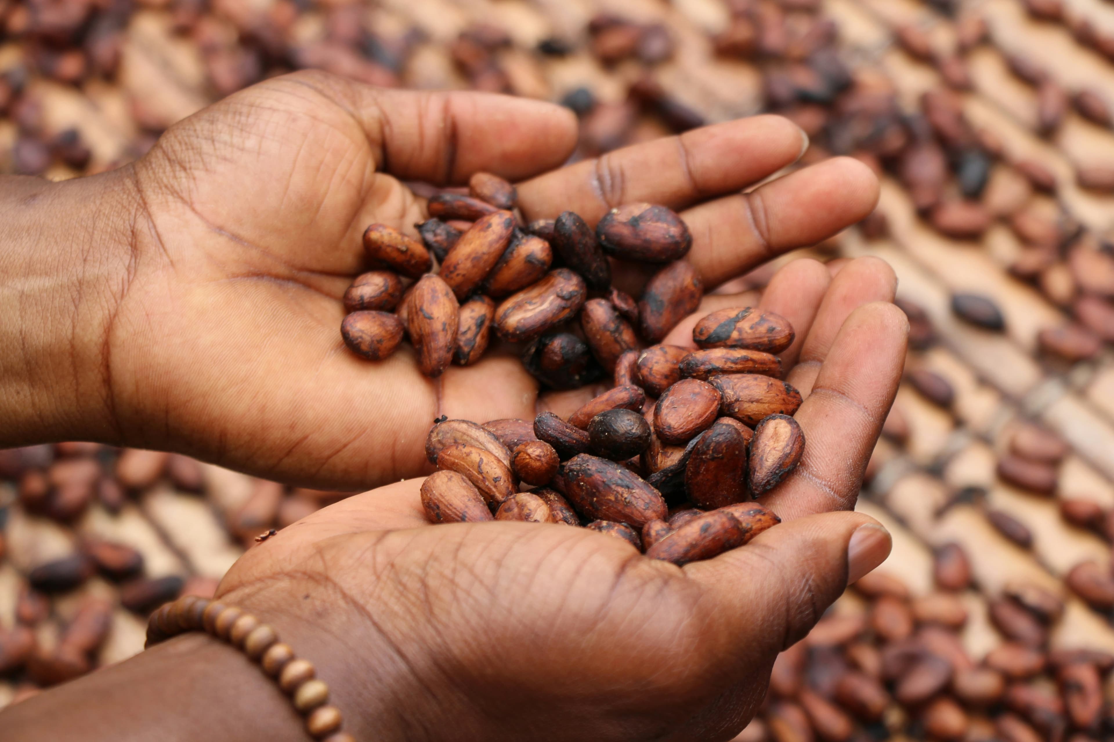 Uganda cocoa beans — Bundibugyo district